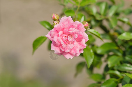 花朵在园里把粉红玫瑰花贴上图片