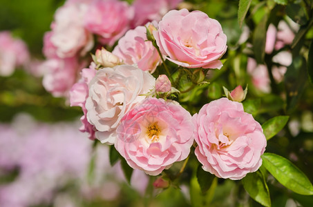 花朵在园里把粉红玫瑰花贴上图片