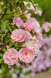 花朵在园里把粉红玫瑰花贴上图片
