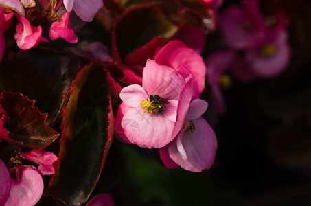 蜜蜂从粉红色花朵中收集蜜蜂和黑色高清图片素材