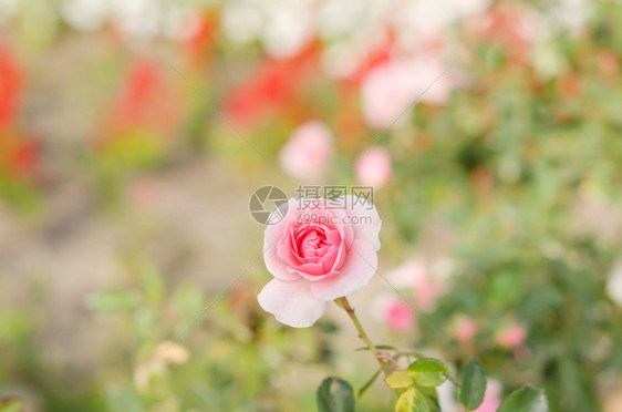 花朵在园里把粉红玫瑰花贴上图片