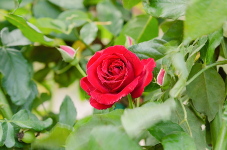 把花园里的红玫瑰收起来玫瑰花图片