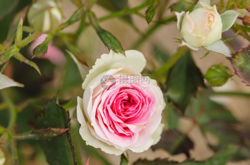 花朵在园里把粉红玫瑰花贴上图片