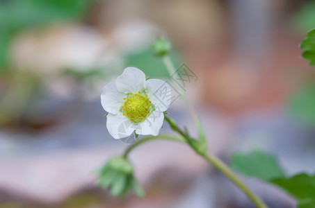 草莓开花了野生草莓开花花的宏观拍摄图片