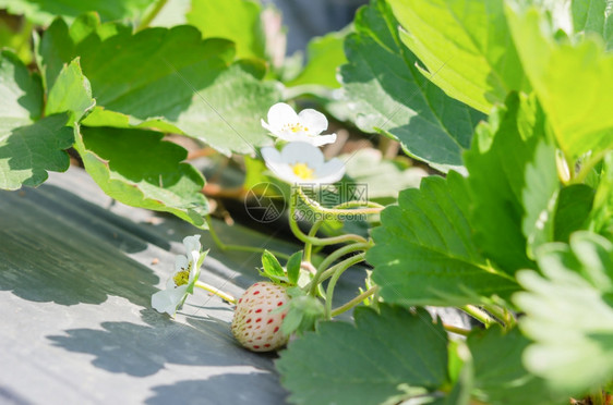新鲜的草莓植物已经成熟可收获图片