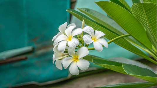 白色和黄花朵园中的白色和黄frangipani花朵图片