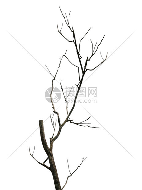 枯树的枝条在白色背景下生长的古老而完全干燥的树图片