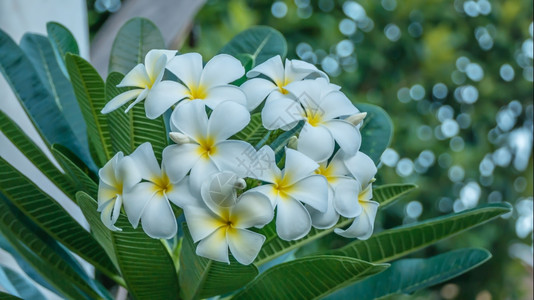 白的和黄色frafipaani花朵白的和黄色frafipaani花朵带树叶背景背景图片