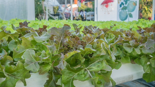 种植农用物市场中的水栽培绿色蔬菜图片