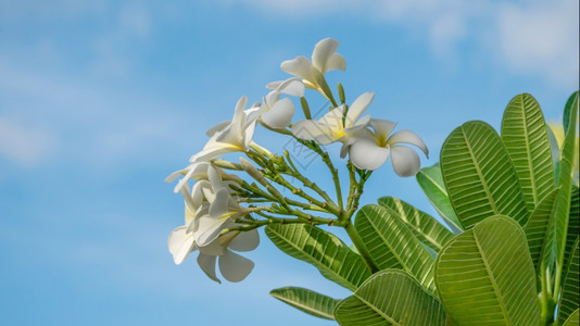 白花蓝天空的花朵图片