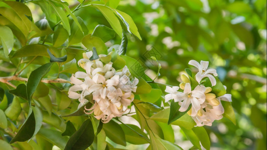 花朵园中的白绿叶子橙色茉莉花图片