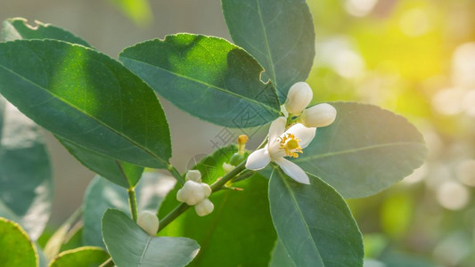 石灰花的开细节绿色叶子的开花细节图片