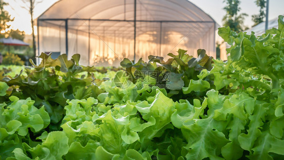 农场植物市中种水栽培绿色蔬菜图片