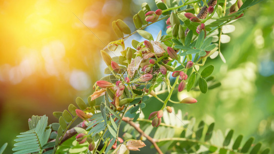 花朵在树上开朵在树上开科学名称Tamarindusindica图片