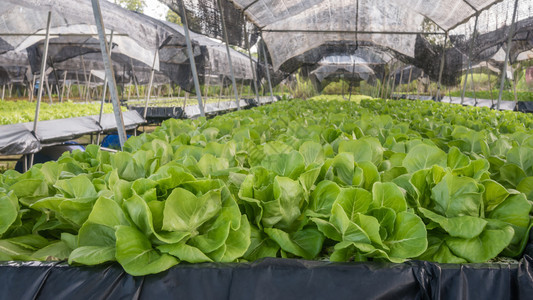 养殖场种植的氢奶油头生菜图片