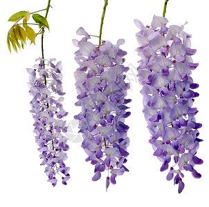 紫维斯特利亚花朵孤立在白色背景图片