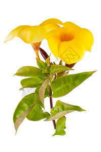 黄色花朵曼德维拉Dipladenia的侧面视图背景图片
