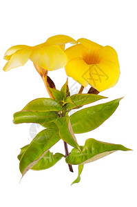 黄色花朵曼德维拉Dipladenia的侧面视图图片