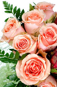 白色背景的粉红玫瑰花朵图片
