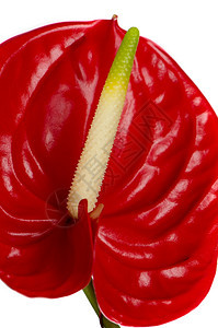 白色背景上隔离的美丽红色Anturio花朵细节图片