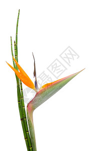白底隔离的StreelitziaRegine和Reed起吊花或天堂鸟的土著装饰永绿植物图片