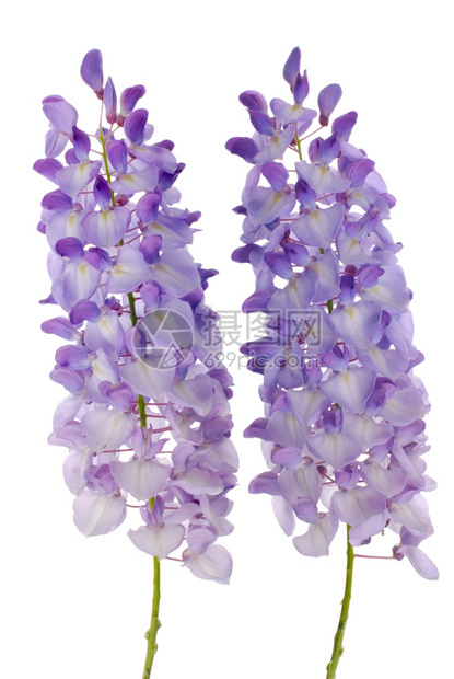 紫维斯特利亚花朵孤立在白色背景图片
