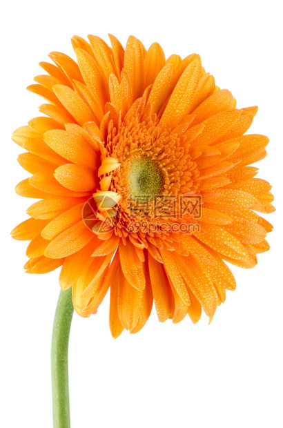 白底孤立的橘色花朵图片