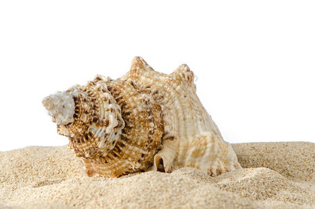 位于热带沙滩上的海螺壳孤立在白色背景上图片