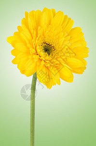 绿色背景的黄雪贝拉菊花图片