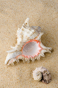 沙滩背景上的海螺和弹图片