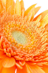 橙色的Gerbera花朵非常接近图片