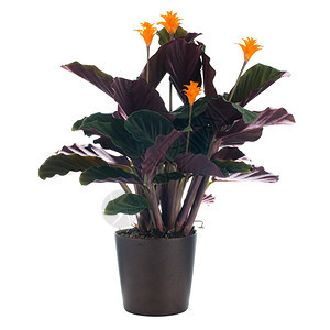 在白色背景的黑暗花盆中长生的火焰花calatheacrocata图片