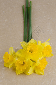 黄花在纸面背景上图片