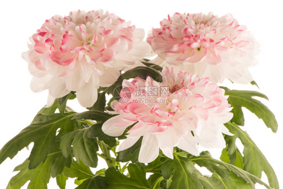 白色背景的美丽菊花图片