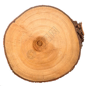 树木切片剪的树干隔离在白色顶部视图图片