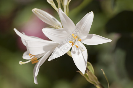 白百合花语图片 白百合花语素材 白百合花语高清图片 摄图网图片下载