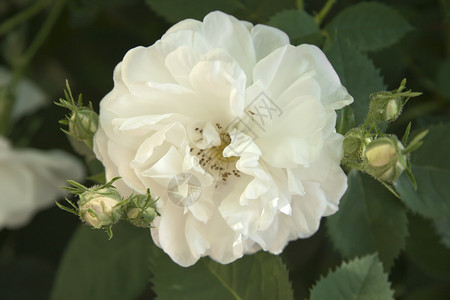 花园里一朵天然背景的白玫瑰图片