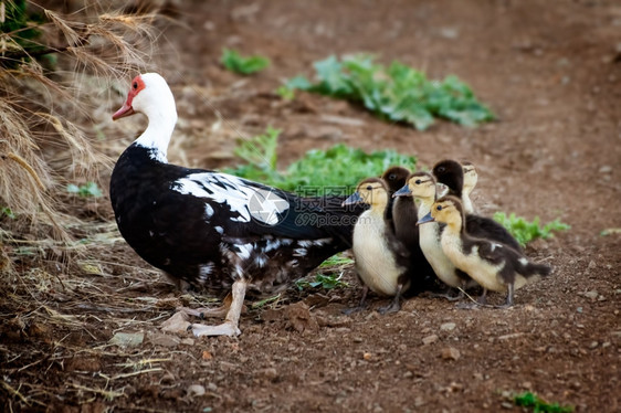 一只母鸭和她的子在农场里寻找食物图片