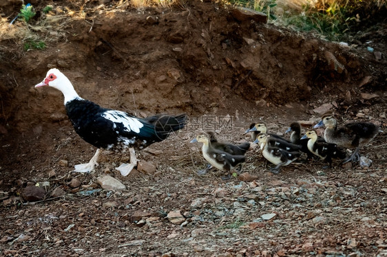 一只母鸭和她的子在农场里寻找食物图片