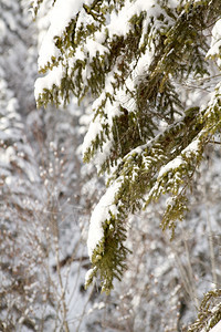 冬季寒雪下森林的日间景图片