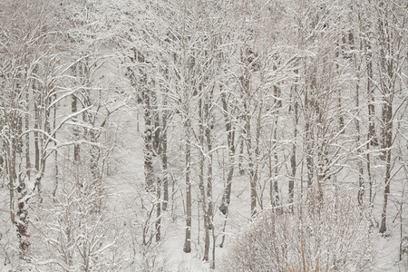 冬季寒雪下森林的日间景图片