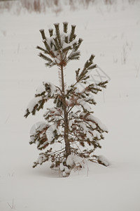 冬季雪下的松树日间观察图片