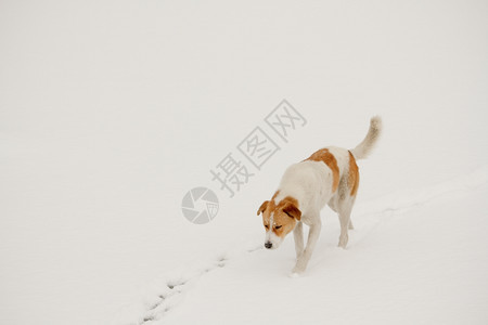 看见一只可爱的街头小狗在雪中行走和追赶图片