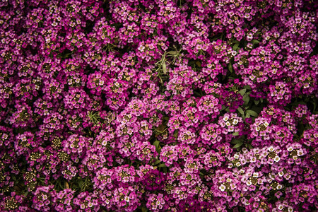 春天在绿色花园的美丽紫色花朵图片