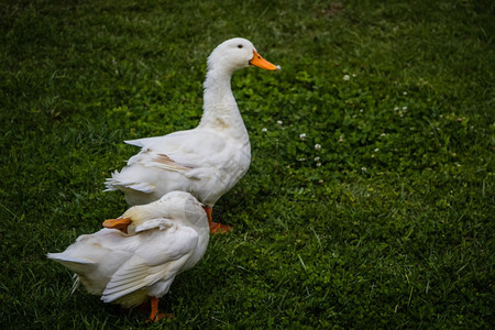 两只白鸭在野生绿草上背景图片