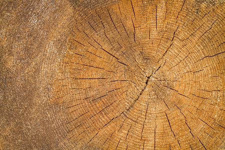 准备用于林业的剪切木材干枯林图片
