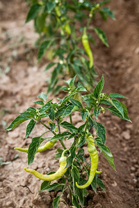 田里水果成熟的绿辣椒植物图片