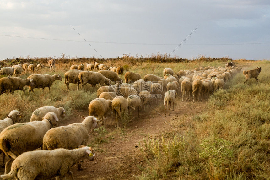 在土耳其阿费恩的草原上放羊图片