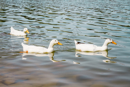 在公园池塘中游泳的家禽白鸭背景图片