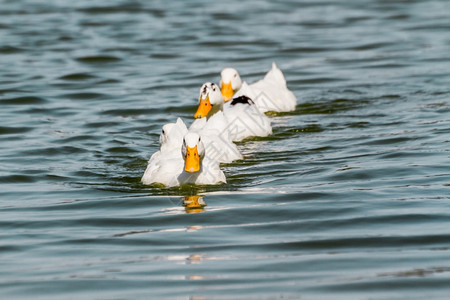 国内白鸭在池塘游泳背景图片